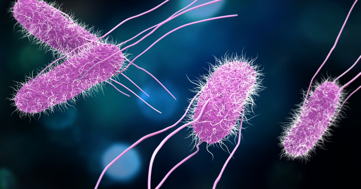 Imagem microscópica de Salmonella, um microrganismo em forma de bastonete, responsável por infecções alimentares